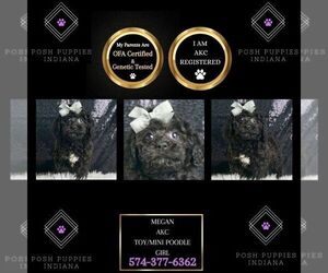 Poodle (Miniature) Puppy for sale in WARSAW, IN, USA