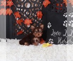 Small #2 Yorkshire Terrier