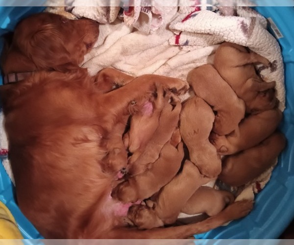 Medium Photo #6 Golden Retriever Puppy For Sale in NORDLAND, WA, USA