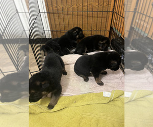 German Shepherd Dog Puppy for sale in SAN DIEGO, CA, USA