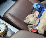 Small #3 French Bulldog