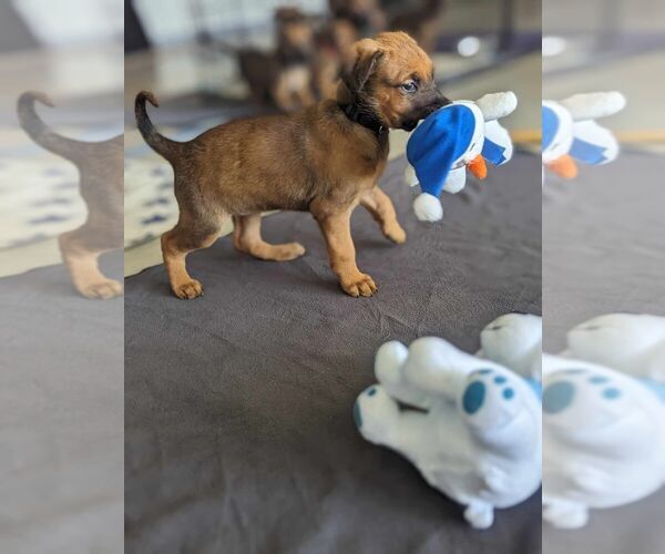 Medium Photo #1 Doberman Pinscher-Unknown Mix Puppy For Sale in Imlay City, MI, USA