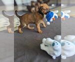 Small Doberman Pinscher Mix