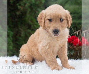 Golden Retriever Puppy for sale in NEWPORT, PA, USA
