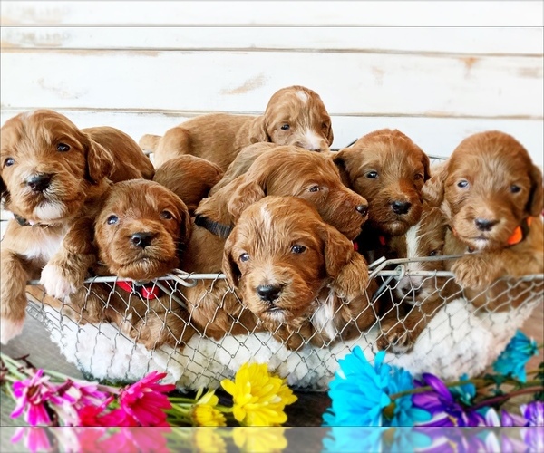 Medium Photo #7 Irish Doodle Puppy For Sale in BREMERTON, WA, USA
