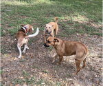 Small #9 Beagle