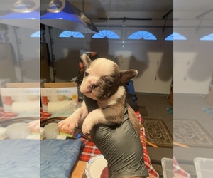 French Bulldog Puppy for sale in HAYWARD, CA, USA