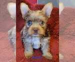 Small #16 Yorkshire Terrier