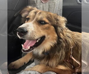 Maddie - Female Australian Shepherd-Unknown Mix Dog for Adoption - Photo #2