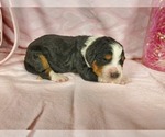 Puppy Tiffany Cavalier King Charles Spaniel