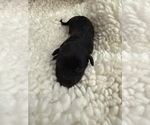 Small #7 Aussie-Poo-Bernedoodle Mix