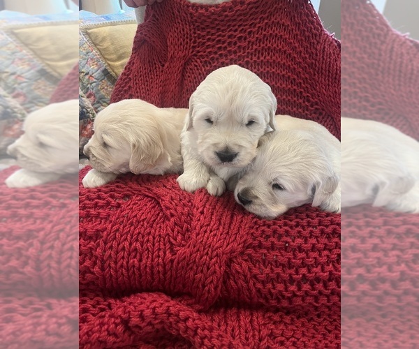 Medium Photo #2 English Cream Golden Retriever Puppy For Sale in Normandy, TN, USA