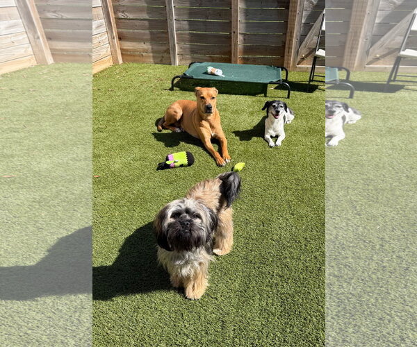 Medium Photo #7 Shih Tzu Puppy For Sale in Arlington, VA, USA