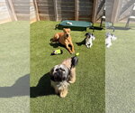 Small #6 Shih Tzu