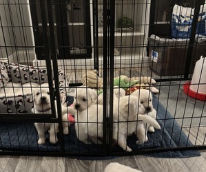 English Cream Golden Retriever Puppy for sale in SPOTSYLVANIA, VA, USA