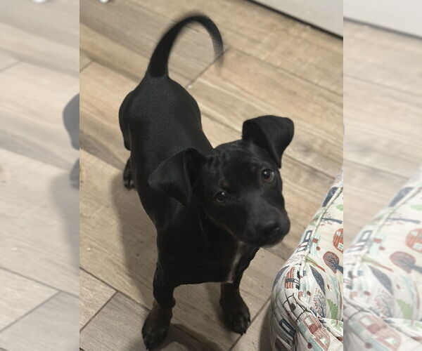 Medium Photo #3 Pinny-Poo Puppy For Sale in Banning, CA, USA