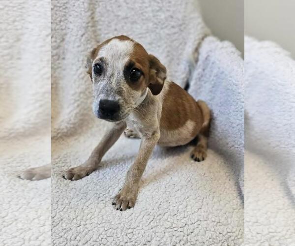 Medium Photo #12 Black Mouth Cur-Unknown Mix Puppy For Sale in Rockwall, TX, USA