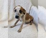 Small #11 Black Mouth Cur Mix