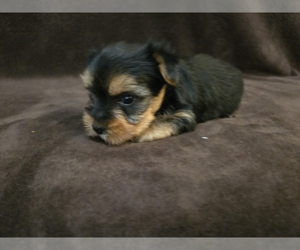 Medium Photo #9 Yorkshire Terrier Puppy For Sale in CARLYLE, IL, USA