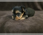 Small #8 Yorkshire Terrier