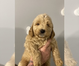 Goldendoodle Puppy for sale in VAN BUREN, MO, USA