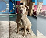 Small #2 American Staffordshire Terrier Mix