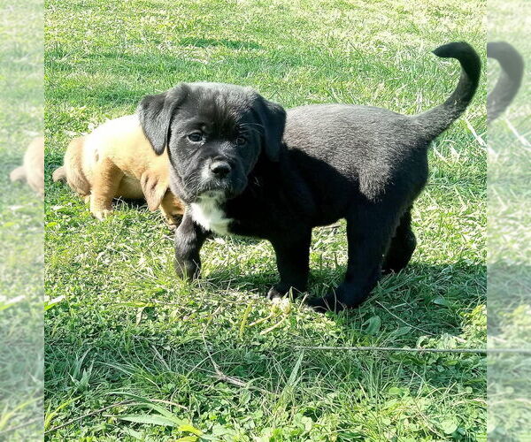 Medium Photo #2 Labrador Retriever-Unknown Mix Puppy For Sale in Aurora, IN, USA