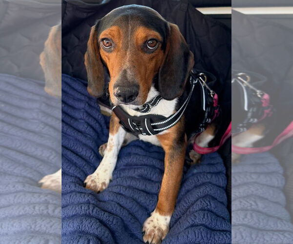 Medium Photo #1 Beagle Puppy For Sale in Dunnellon, FL, USA