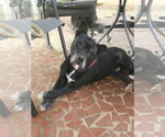 Small #5 American Staffordshire Terrier Mix