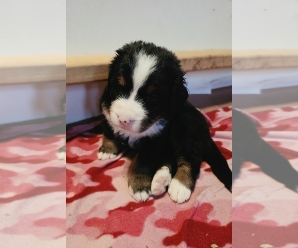 Medium Photo #4 Bernese Mountain Dog Puppy For Sale in SUPERIOR, WI, USA