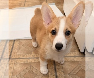 Pembroke Welsh Corgi Puppy for sale in HALLANDALE, FL, USA