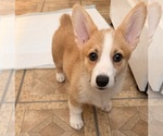 Small Pembroke Welsh Corgi