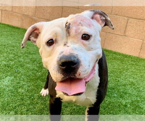 Mutt Dogs for adoption in Moreno Valley, CA, USA
