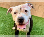 SHELLA - Female Mutt Dog for Adoption - Small photo