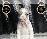 Small #7 French Bulldog