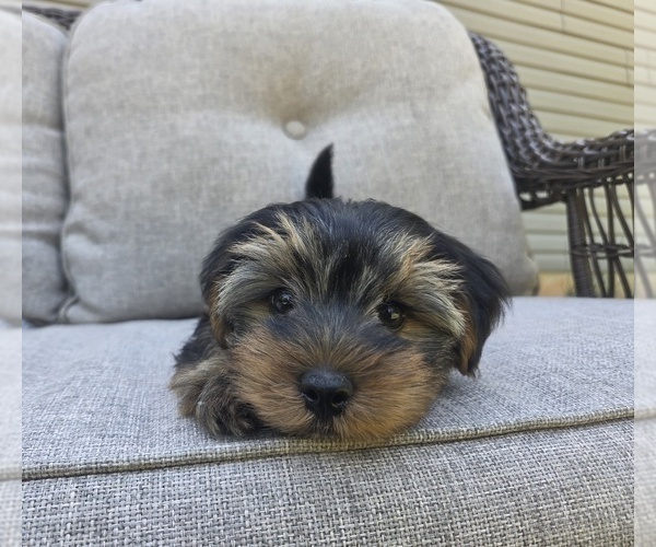Medium Photo #45 Yorkshire Terrier Puppy For Sale in RHOADESVILLE, VA, USA