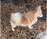 Small #4 Pomeranian