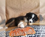 Small Photo #5 Australian Shepherd Puppy For Sale in PHOENIX, AZ, USA