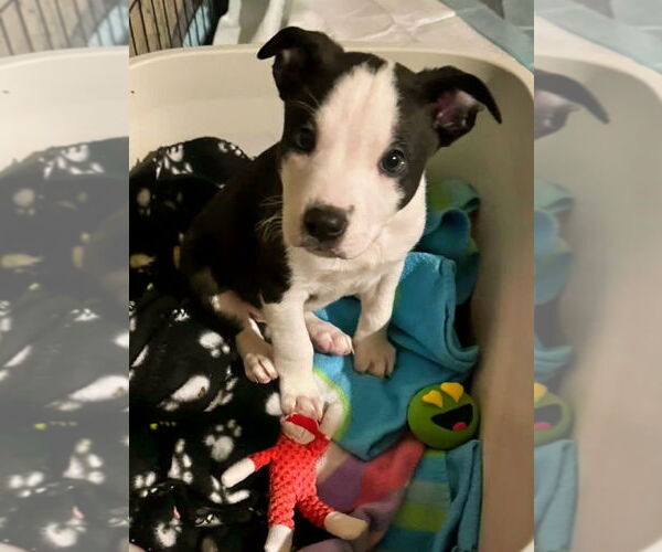 Medium Photo #1 American Staffordshire Terrier-Unknown Mix Puppy For Sale in Minneapolis, MN, USA