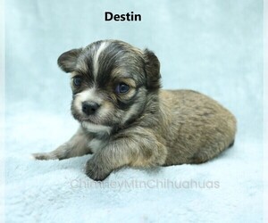 Chihuahua Puppy for sale in MUSKOGEE, OK, USA