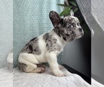 Small #5 French Bulldog
