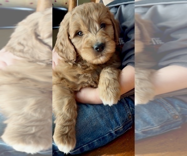 Medium Photo #5 Goldendoodle (Miniature) Puppy For Sale in RANDOLPH, WI, USA