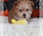 Small Photo #3 Yo-Chon Puppy For Sale in MOUNT VERNON, OH, USA