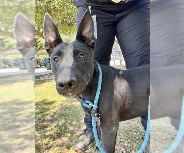 Medium Photo #1 Mutt Puppy For Sale in Riverside, CA, USA