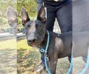 Mutt Dogs for adoption in Riverside, CA, USA