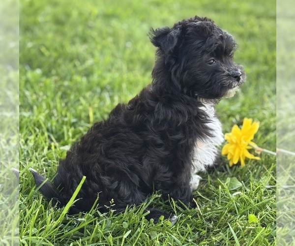 Medium Photo #7 Morkie Puppy For Sale in ROCK STREAM, NY, USA