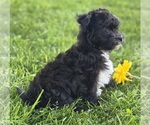 Small #6 Morkie