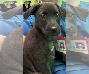Labrador Retriever-Unknown Mix Dogs for adoption in SHERBURNE, NY, USA