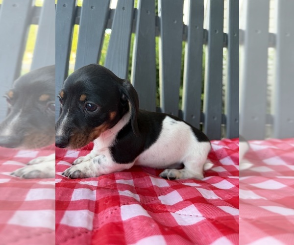 Medium Photo #2 Dachshund Puppy For Sale in WILLARD, OH, USA
