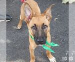 Small #3 Black Mouth Cur Mix